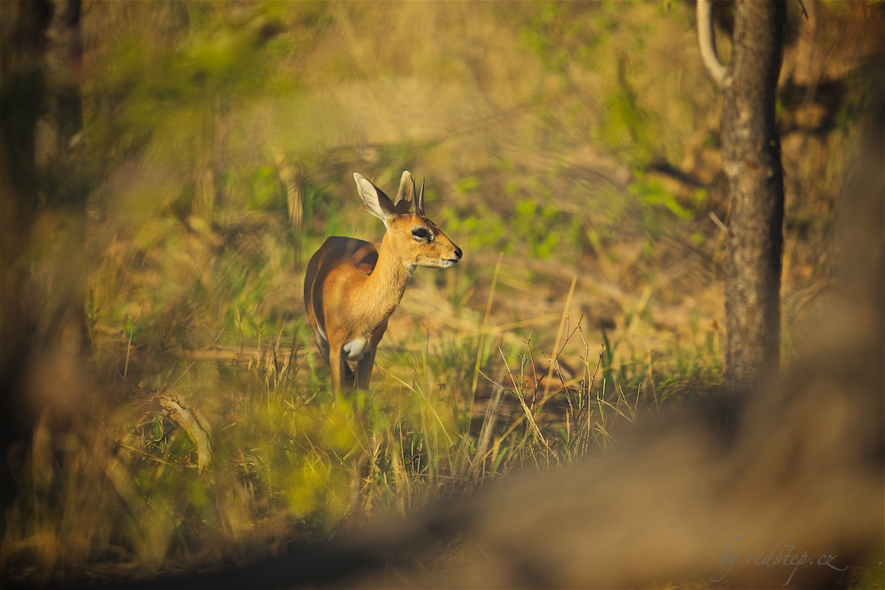 Antilopa trávní (Raphicerus campestris)