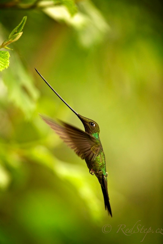 Kolibřík mečozobec (Ensifera ensifera)