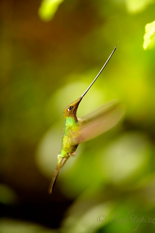 Kolibřík mečozobec (Ensifera ensifera)