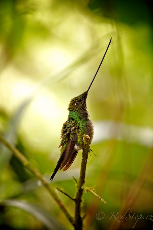 Kolibřík mečozobec (Ensifera ensifera)