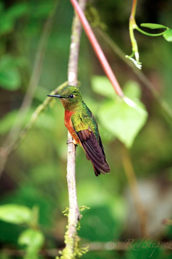 Kolibřík peruánský (Boissonneaua matthewsii)