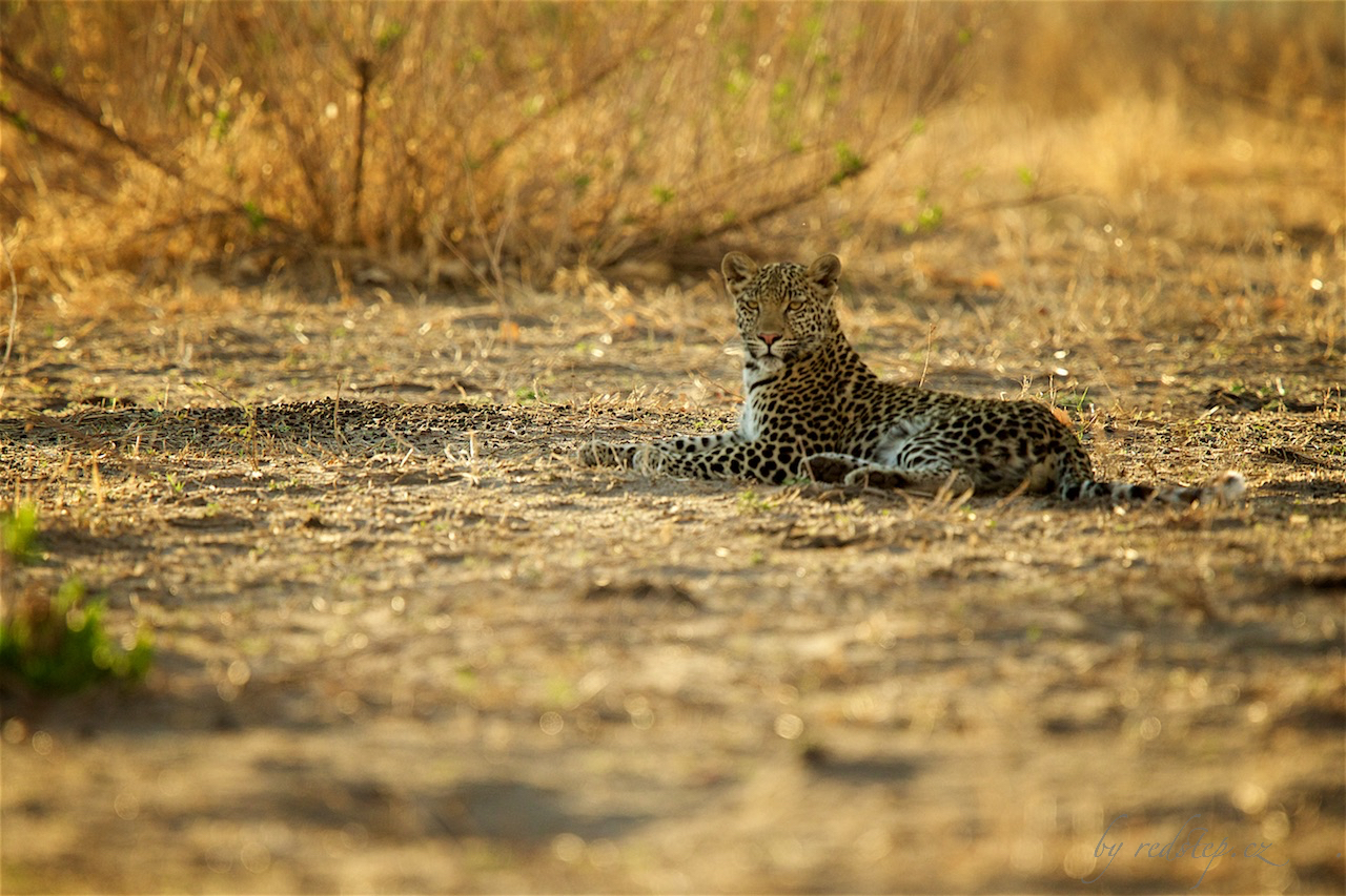 Levhart skvrnitý (Panthera pardus)