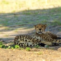 Gepard štíhlý (Acinonyx jubatus)