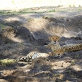 Gepard štíhlý (Acinonyx jubatus)