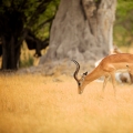 Impala (Aepyceros)