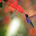 Kolibřík fialkový (Campylopterus...