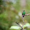 Kolibřík fialovohrdlý (Lampornis...