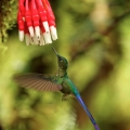 Kolibřík Kingův (Aglaiocercus kingi)