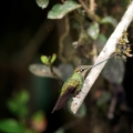 Kolibřík mečozobec (Ensifera ensifera)