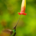 Kolibřík mečozobec (Ensifera ensifera)