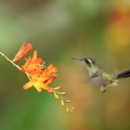 Kolibřík mozaikový (Adelomyia melanogenys)