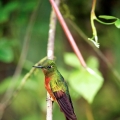 Kolibřík peruánský (Boissonneaua...