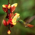 Kolibřík rezavoocasý (Amazilia tzacatl)