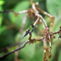 Kolibřík trnoocasý (Discosura conversii)