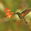Kolibřík turmalínový (Heliangelus...