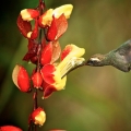 Kolibřík západní (Long-billed Hermit)
