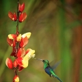 Kolibřík zelenotemenný (Thalurania fannyi)