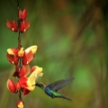 Kolibřík zelenotemenný (Thalurania fannyi)