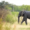 Slon africký (Loxodonta africana)