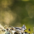 Sýkora parukářka (Lophophanes cristatus)
